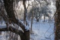 Old orchard, trees covered with snow Royalty Free Stock Photo