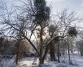 Old orchard, trees covered with snow Royalty Free Stock Photo