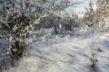 Old orchard, trees covered with snow Royalty Free Stock Photo
