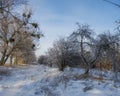 Old orchard, trees covered with snow Royalty Free Stock Photo