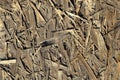 Old OSB boards are made of brown wood chips sanded into a wooden background. Top view of OSB wood veneer chipboard background, ti Royalty Free Stock Photo