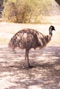 Old ostrich walking in chhatbir zoo, India. Wildlife bird Royalty Free Stock Photo