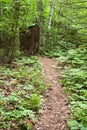 Old Outhouse in the Woods Royalty Free Stock Photo