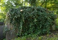 Old overgrown grave