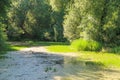 Old overgrown green pond surrounded by willows. Typical russian summer landscape view