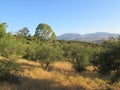 Old overgrown Olive Grove with hills in background Royalty Free Stock Photo