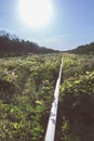 Old overgrown railway tracks in spring time Royalty Free Stock Photo