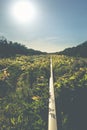 Old overgrown railway tracks in spring time Royalty Free Stock Photo