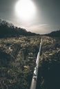 Old overgrown railway tracks in spring time Royalty Free Stock Photo