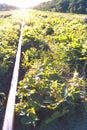 Old overgrown railway tracks in spring time Royalty Free Stock Photo