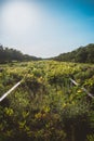 Old overgrown railway tracks in spring time Royalty Free Stock Photo