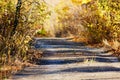 Old overgrown road Royalty Free Stock Photo