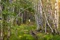 an old, overgrown road in the forest Royalty Free Stock Photo