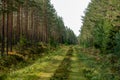 Old overgrown road in a forest Royalty Free Stock Photo