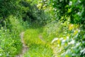 Old overgrown road in the woods. An abandoned road Royalty Free Stock Photo