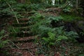 Overgrown stairs in the forest Royalty Free Stock Photo