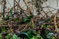 overgrown wine bottles