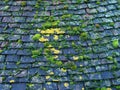 Overlapping dark terracotta roof tiles covered in green moss and algae Royalty Free Stock Photo