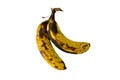 Old and overripe bananas on an isolated white background Royalty Free Stock Photo