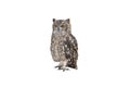 Old owl on white background