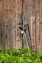 Old padlock on a wooden door Royalty Free Stock Photo