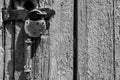 An old padlock on an old wooden door. Black and white image. Royalty Free Stock Photo