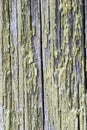 old paint green moss wood texture macro close up abstract background Royalty Free Stock Photo