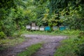 Old painted bee hive boxes set up out in the forest by a muddy road