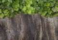 Old painted concrete wall creeper vines, ivy Royalty Free Stock Photo