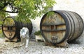 An old painted wine barrels in Chateau de Pommard in France