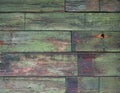 Old painted wood wall texture, grunge background, green shabbybackground Royalty Free Stock Photo