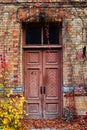 Old painted wooden door with vines in autumn Royalty Free Stock Photo