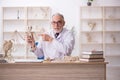 Old male paleontologist examining ancient animals at lab