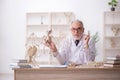 Old male paleontologist examining ancient animals at lab