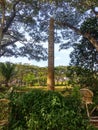 Old Palm Treein between two broken chair in a beautifull garden