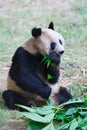 Old panda eating bamboo leaves Royalty Free Stock Photo