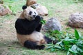 Old panda eating bamboo leaves 2 Royalty Free Stock Photo