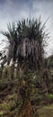 Old pandanus tectorius plantn the papua forest Royalty Free Stock Photo