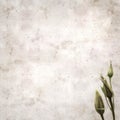 Old paper background with dark violet eustoma flowers and buds Royalty Free Stock Photo