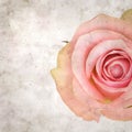 Old paper background textured old paper background with unusual pink and green rose Royalty Free Stock Photo