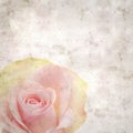 Old paper background textured old paper background with unusual pink and green rose Royalty Free Stock Photo