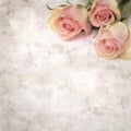 Old paper background textured old paper background with unusual pink and green rose Royalty Free Stock Photo