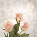 Old paper background textured old paper background with unusual pink and green rose Royalty Free Stock Photo