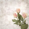 Old paper background textured old paper background with unusual pink and green rose Royalty Free Stock Photo