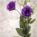 Old paper background with dark violet eustoma flowers and buds Royalty Free Stock Photo