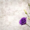 Old paper background with dark violet eustoma flowers and buds Royalty Free Stock Photo