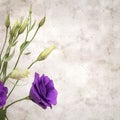 Old paper background with dark violet eustoma flowers and buds Royalty Free Stock Photo