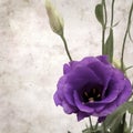 Old paper background with dark violet eustoma flowers and buds Royalty Free Stock Photo