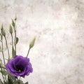 Old paper background with dark violet eustoma flowers and buds Royalty Free Stock Photo