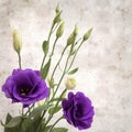 Old paper background with dark violet eustoma flowers and buds Royalty Free Stock Photo